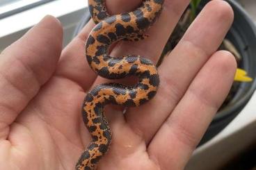 Schlangen kaufen und verkaufen Photo: Sandboa - Eryx colubrinus loveridgei Schlangen kaufen und verkaufen Photo: Sandboa - Eryx colubrinus loveridgei