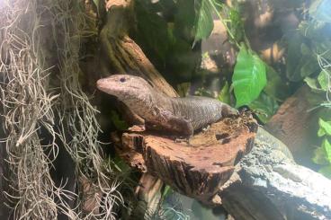 Echsen  kaufen und verkaufen Foto: Adult breeding pair Crocodilurus amazonicus