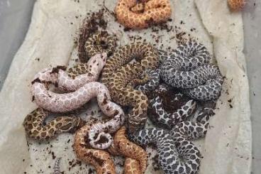 Nattern ungiftige kaufen und verkaufen Photo: 2025 Heterodon nasicus / hognose offspring Nattern ungiftige kaufen und verkaufen Photo: 2025 Heterodon nasicus / hognose offspring