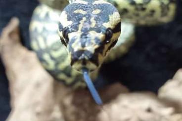 Pythons kaufen und verkaufen Photo: Morelia spilota mcdowelli