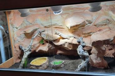 Bartagamen kaufen und verkaufen Foto: Bartagame pogona vitticeps weibchen