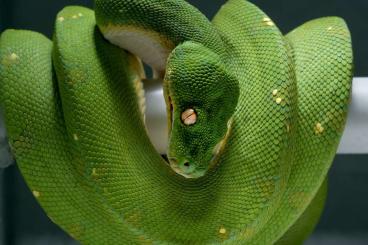 Pythons kaufen und verkaufen Photo: Biete 1.0 Morelia Viridis Wamena Melanistic Yellow Spot Pythons kaufen und verkaufen Photo: Biete 1.0 Morelia Viridis Wamena Melanistic Yellow Spot