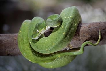 Pythons kaufen und verkaufen Foto: Biete 1.0 Morelia Viridis Wamena Melanistic Yellow Spot 