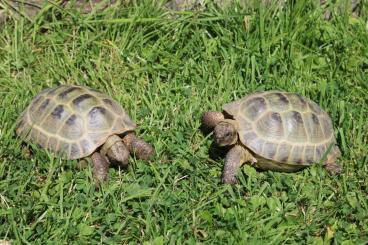 Landschildkröten kaufen und verkaufen Foto: Vierzehen- / Steppenschildkröten/ horsfildii aus eigener NZ abzugeben