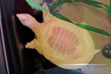 Turtles kaufen und verkaufen Photo: Albino Chinesische Weichlederschildkröte Pelodiscus sinensis 