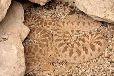 Schlangen kaufen und verkaufen Foto:  1.2 Cerastes gasperettii 