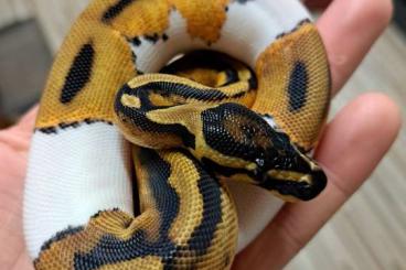 Königspythons kaufen und verkaufen Foto: Königspython Python Regius 