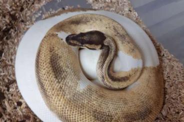 Königspythons kaufen und verkaufen Foto: Königspython Python Regius 