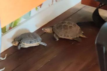 Landschildkröten kaufen und verkaufen Foto: Adult Cuora flavomarginata pair