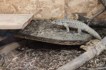 other lizards kaufen und verkaufen Photo: Salvator rufescens 0.0.1 