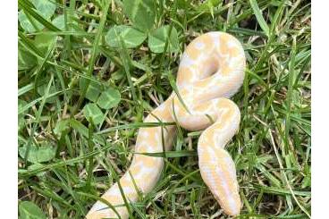 Boas kaufen und verkaufen Photo: Epicrates cenchria maurus albino