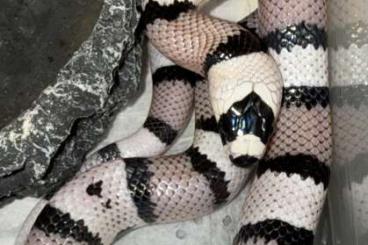 Colubrids kaufen und verkaufen Photo: Lampropeltis honduras axantic 2024