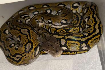 Pythons kaufen und verkaufen Photo: 1.1 Netzpython Aztec 2024 Pythons kaufen und verkaufen Photo: 1.1 Netzpython Aztec 2024