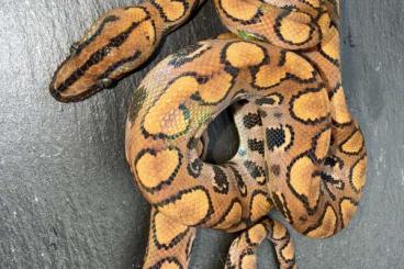 Boas kaufen und verkaufen Photo: 0.3 Rote Regenbogenboa 2025 Boas kaufen und verkaufen Photo: 0.3 Rote Regenbogenboa 2025