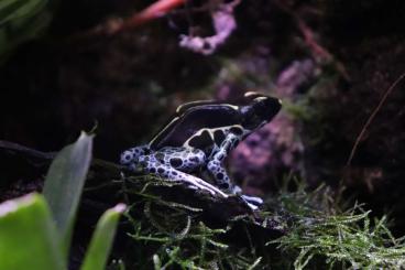 Poison dart frogs kaufen und verkaufen Photo: Dendrobates tinctorius graubeiner 0,1