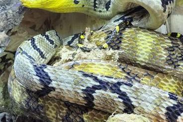 Venomous snakes kaufen und verkaufen Photo: Boiga for sell or trade..