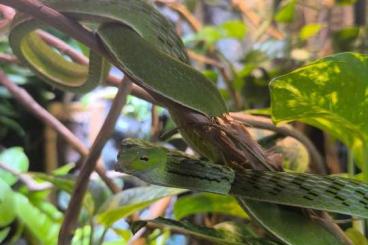 Lizards kaufen und verkaufen Photo: Lizard to feed for saurophage snake