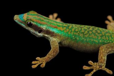 Geckos kaufen und verkaufen Photo: Phelsuma inexpecta 1,1 Dresden Geckos kaufen und verkaufen Photo: Phelsuma inexpecta 1,1 Dresden