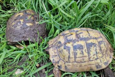 Tortoises kaufen und verkaufen Photo: Gruppe (4.1) adulte griechische Landschildkröten - Platz vor Preis