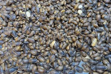 Feeder animals kaufen und verkaufen Photo: Argentinische Waldschaben (Blaptica dubia) abzugeben