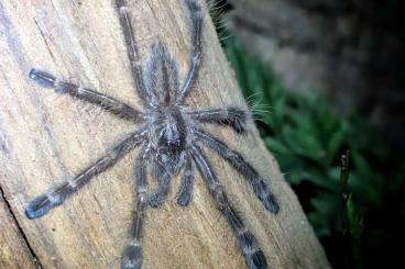 Vogelspinnen kaufen und verkaufen Foto: Poecilotheria sp lowland 