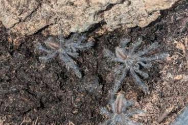 Vogelspinnen kaufen und verkaufen Foto: Poecilotheria, Avicularia, Brachypelma 