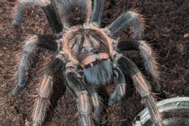 - bird spiders kaufen und verkaufen Photo: Poecilotheria, Aphonopelma, Lasiodorides, Phormictopus 