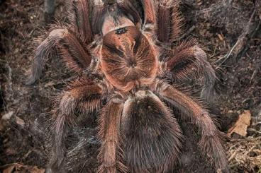 Vogelspinnen kaufen und verkaufen Foto: Poecilotheria, Aphonopelma, Lasiodorides, Phormictopus 