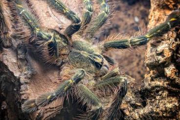 - bird spiders kaufen und verkaufen Photo: Vogelspinnen, Grammostola, Lasiodorides, Poecilotheria 