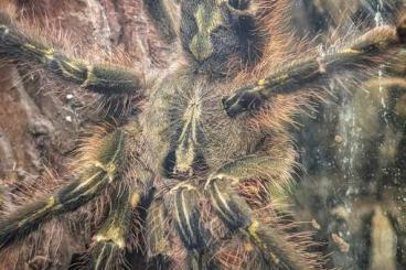 - bird spiders kaufen und verkaufen Photo: Verschiedene Vogelspinnen - bird spiders kaufen und verkaufen Photo: Verschiedene Vogelspinnen