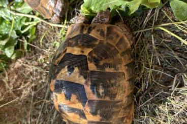 Turtles and Tortoises kaufen und verkaufen Photo: Testudo graeca ibera 1.2 Verona