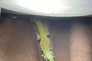 Geckos kaufen und verkaufen Photo: Verkaufe/Tausche 3 Phelsuma Quadriocelatta Weibchen