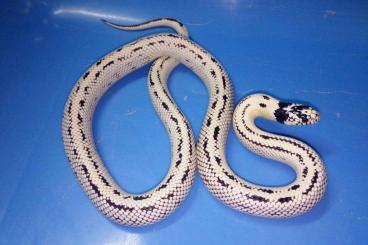 Nattern ungiftige  kaufen und verkaufen Foto: Corn snakes & King snakes for Hamm June 