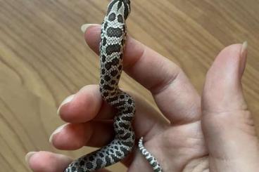 Nattern ungiftige  kaufen und verkaufen Foto: Hakennasennatter/ Heterodon nasicus zum Verkauf/ for sale