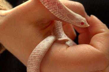 Schlangen kaufen und verkaufen Foto: Snow/axanthic Hakennasennatter/Hognose CB 2024