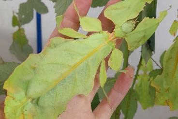 Insekten kaufen und verkaufen Foto: Stabschrecken, Gespenstschrecken und Wandelnde Blätter