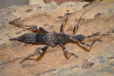 Insekten kaufen und verkaufen Foto: Stabschrecken, Gespenstschrecken und Wandelnde Blätter