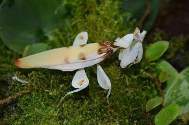 Insekten kaufen und verkaufen Foto: Mantis Jungtiere Nachzuchten