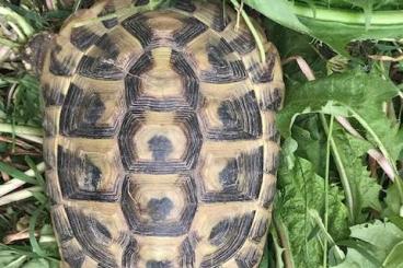 Tortoises kaufen und verkaufen Photo: Gebe subadulte THB Weibchen und einige Männchen ab