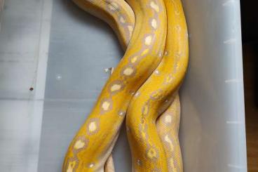 Pythons kaufen und verkaufen Foto: Netzpython, Laverder Albino bacan, n.z.2016