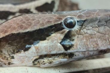 Pythons kaufen und verkaufen Photo: Python molurus molurus NZ.