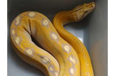 Pythons kaufen und verkaufen Photo: Netzpython, Malayopython, 1:1 adulte n.z.