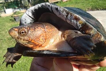 Turtles kaufen und verkaufen Photo: Kinosternon scorpioides cruentatum 