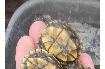 Turtles kaufen und verkaufen Photo: Kinosternon scorpioides cruentatum 