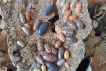 other Arthropoda kaufen und verkaufen Photo: Isopods Armadillidium species 