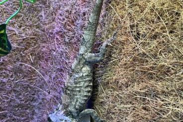 other lizards kaufen und verkaufen Photo: Anolis (Chamaeleolis) porcus - Falsches Chamäleon" 