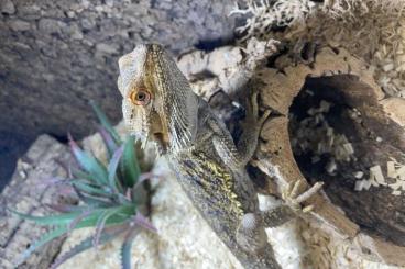 Agama kaufen und verkaufen Photo: Bartagame 1.0 Pogona Vitticeps