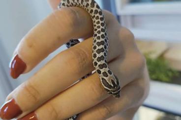 Schlangen kaufen und verkaufen Foto: Heterodon Axanthic, Hypo, Ghost Hakennasennatter 