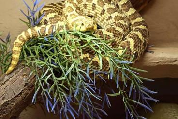 Schlangen kaufen und verkaufen Foto: Heterodon - Hakennasennatter  Lemon Ghost x Hypo 