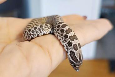 Schlangen kaufen und verkaufen Foto: Heterodon Axanthic, Hypo, Ghost Hakennasennatter 